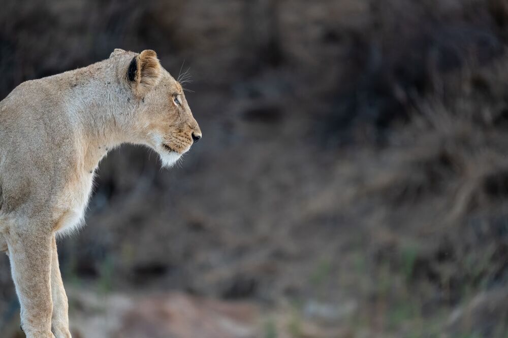 Side Profile of a Lioness, Kruger National Park, South Africa