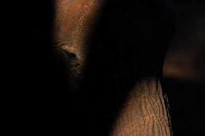 Elephant in light and dark