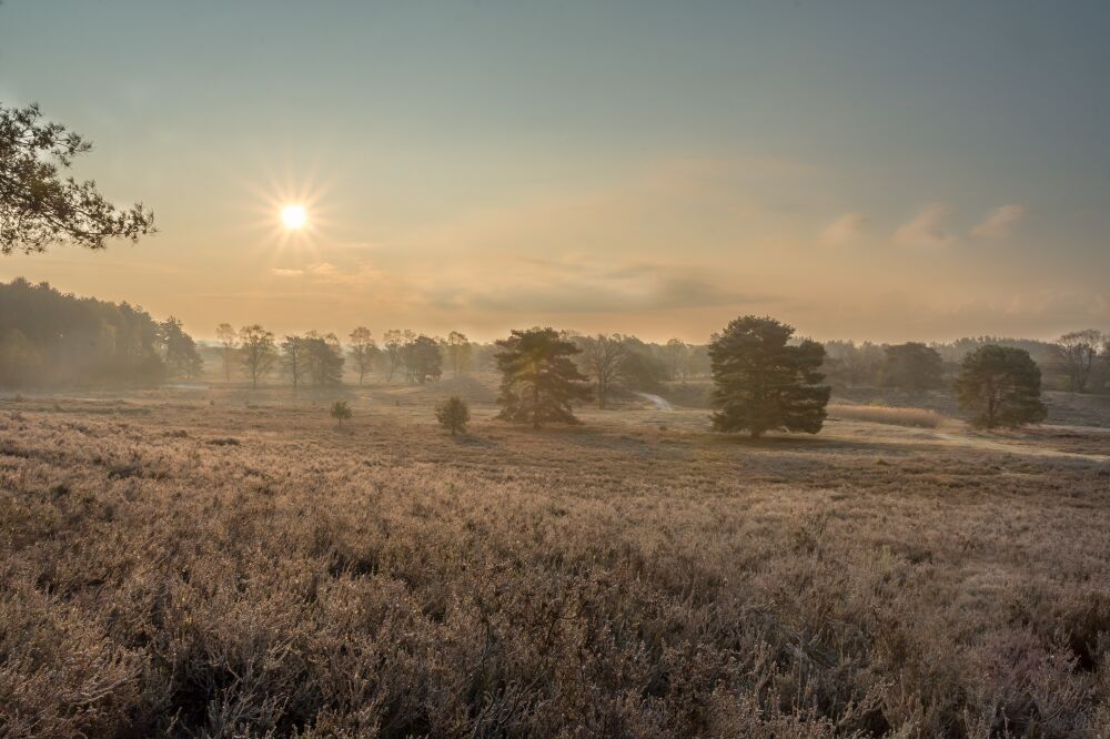 Fine Art landscape of the sunrise on the heather