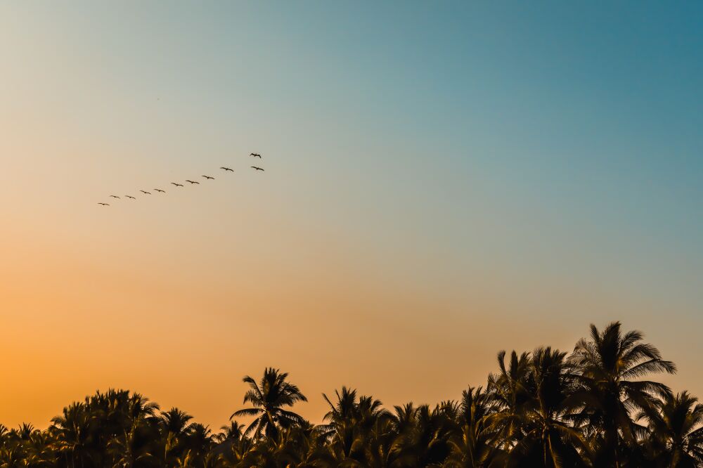 Zonsondergang Palmbomen en Pelikanen