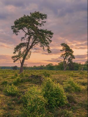 Grove Dennen in een natuurgebied in de provincie Drenthe