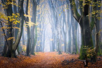 Magical forest path in autumn with mist and golden leaves