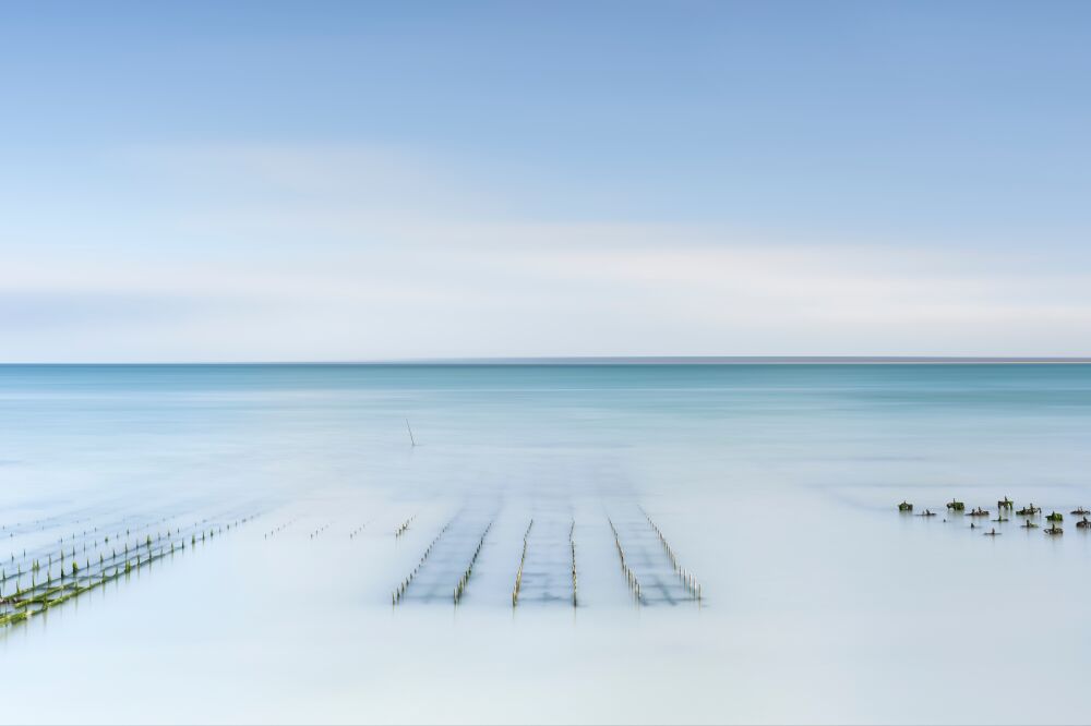 Oyster cultivation during rising tide