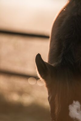 In the Golden Light Detail of a Horse in Morning Sun