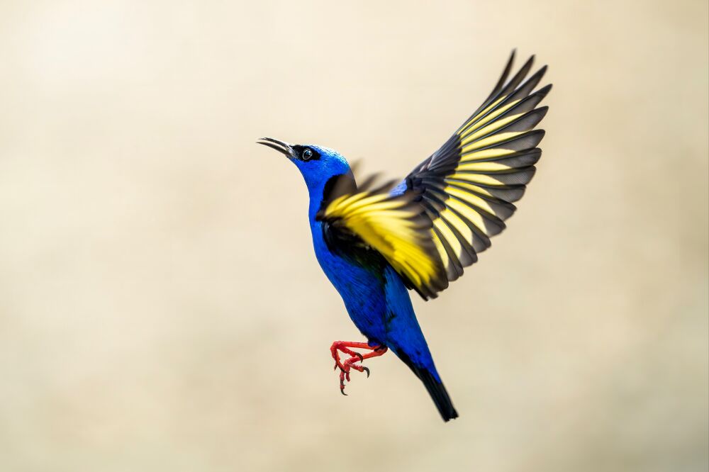 Vlucht van Kleur - Blauw-Geel Vogelportret - Blauwe struikvogel