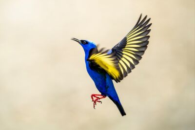 Vlucht van Kleur - Blauw-Geel Vogelportret - Blauwe struikvogel