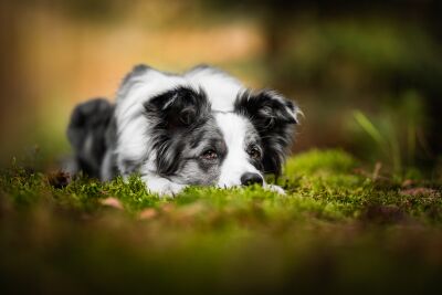 Lying Down In The Forest