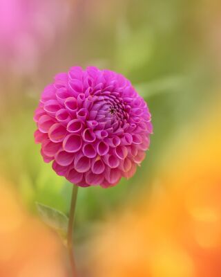 Roze Dahlia in Oranje Gloed