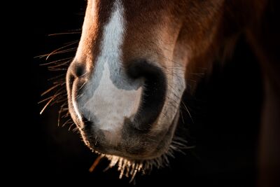 Sunlight on a Gentle Muzzle Close-Up of a Horse’s Muzzle