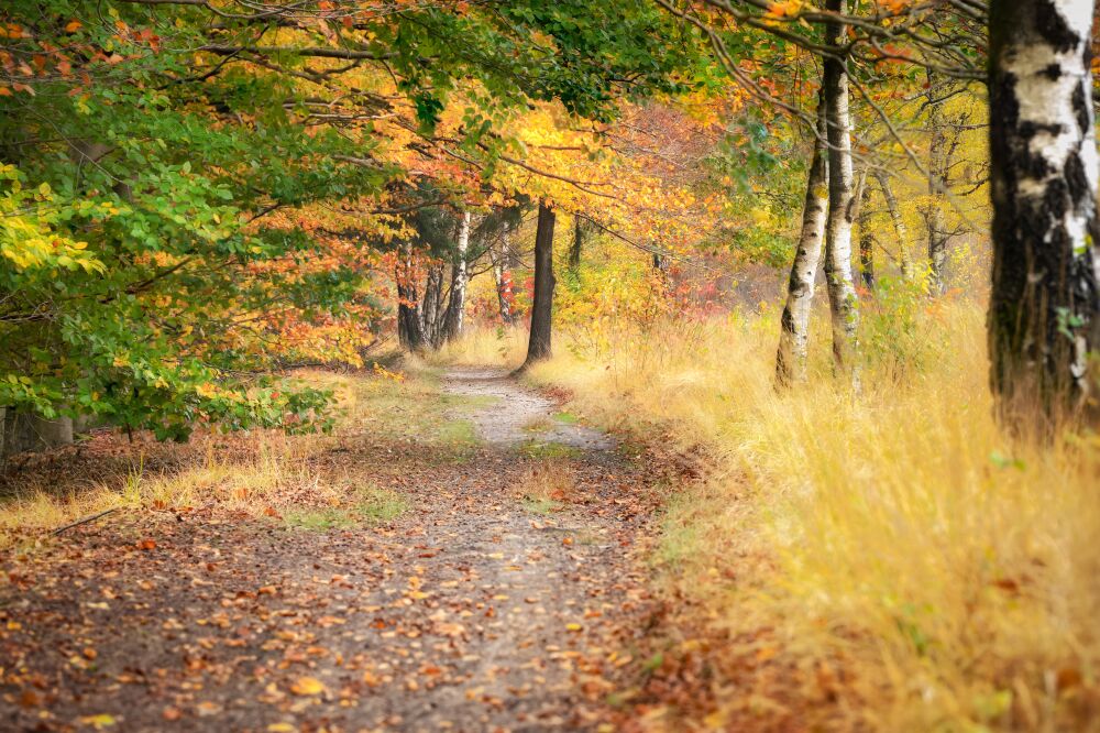 Herfst in Drents bos landschap met intense herfstkleuren en authentieke details