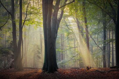 Magische ochtendzon in de Kaapse Bossen - Natuurfotografie vol licht en schaduw