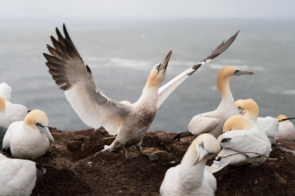 Vleugels van Vrijheid: Jan van Genten op Helgoland