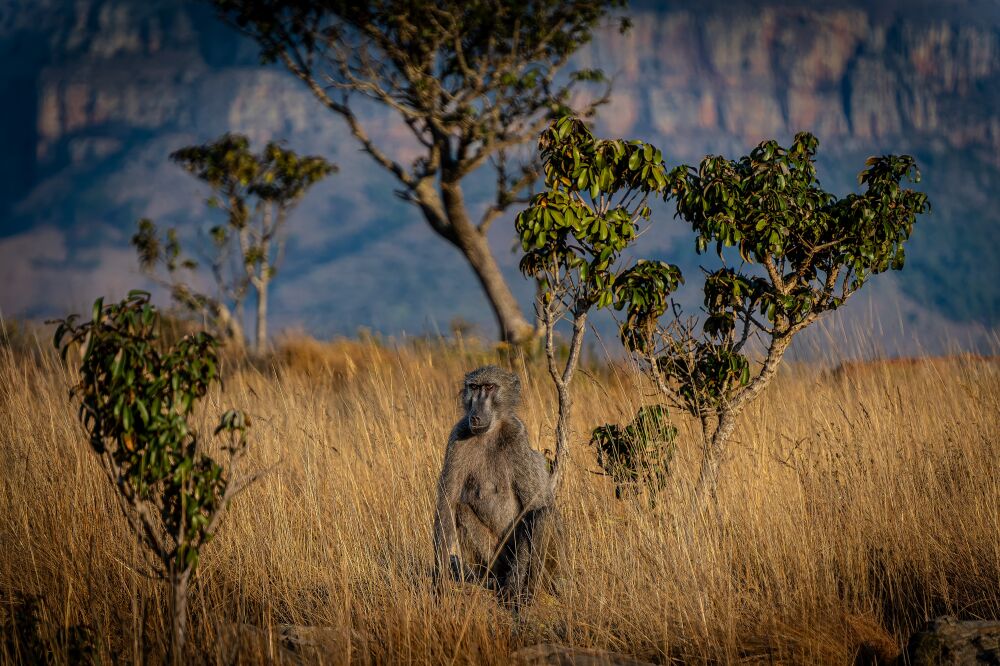 Baboon near the Three Rondavels, South Africa