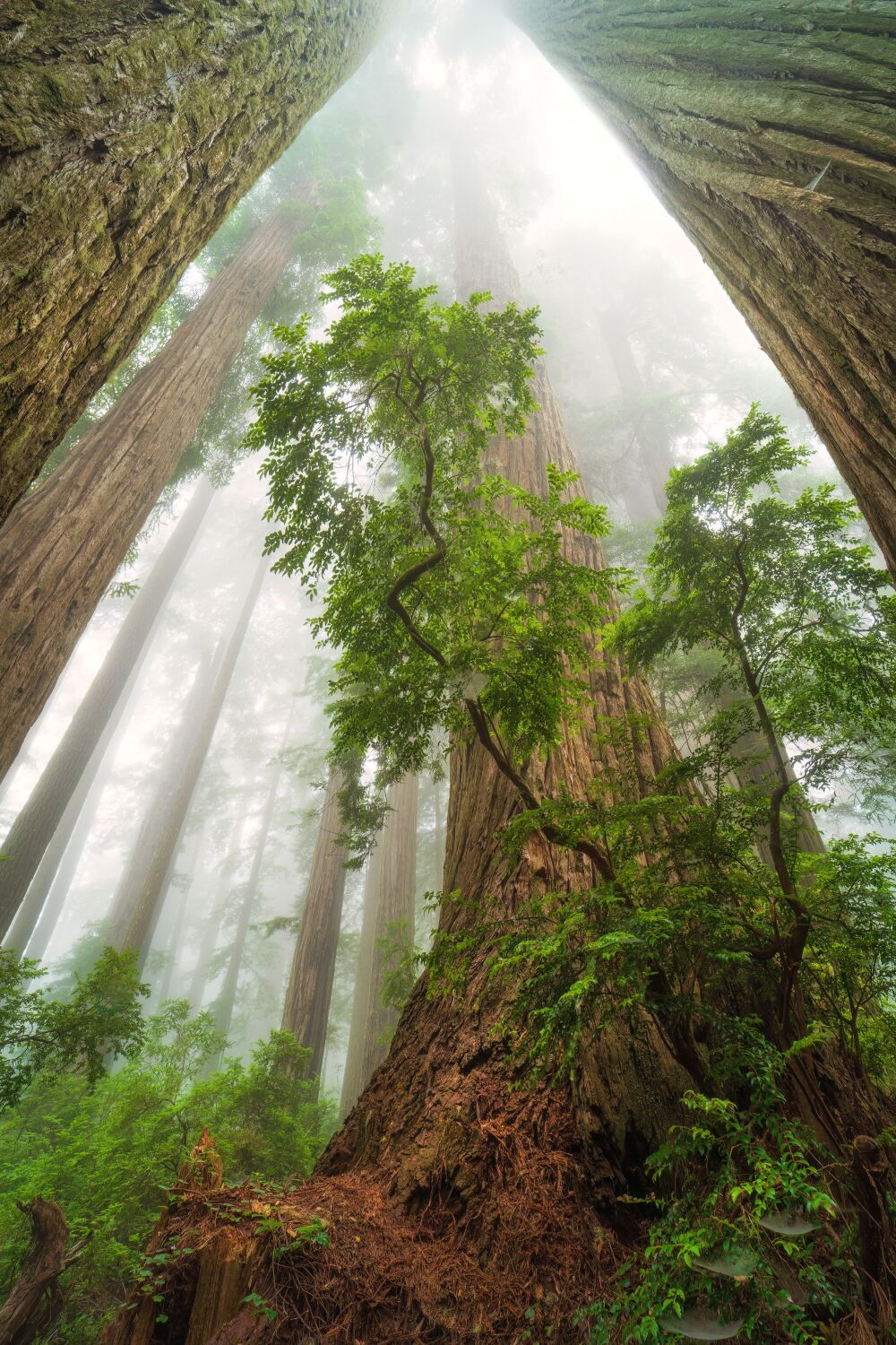 Verenigde Staten - Californië - Redwoods