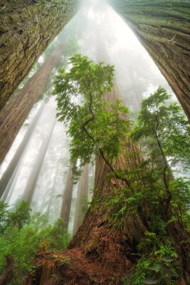 Verenigde Staten - Californië - Redwoods