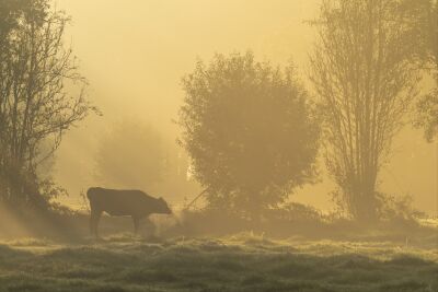 Koe in mistig cultuurlandschap