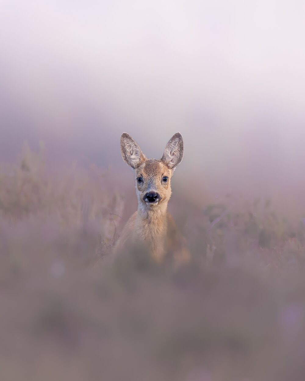 Calf on the purple heath