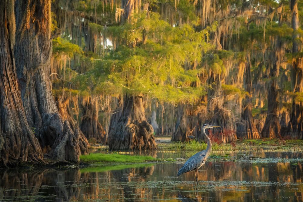 Verenigde Staten - De moerassen van het Zuiden met een reiger