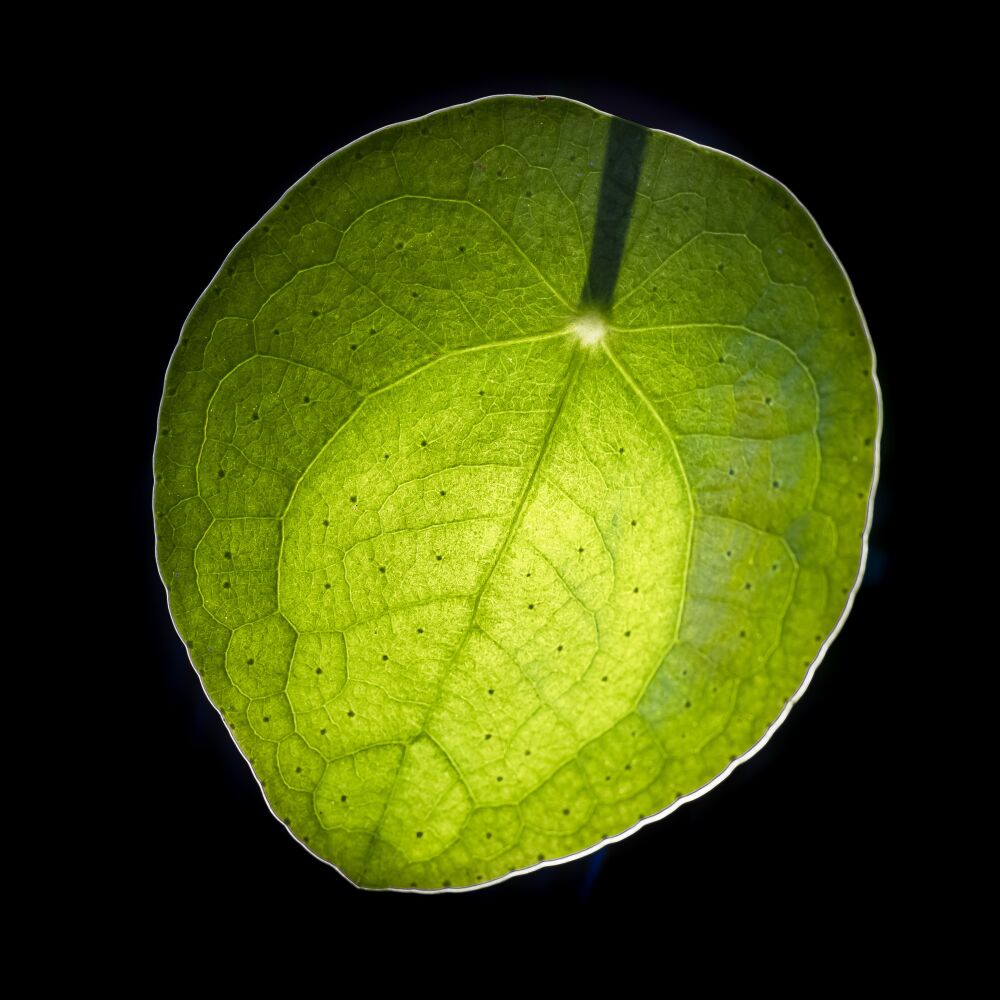 A single green leaf