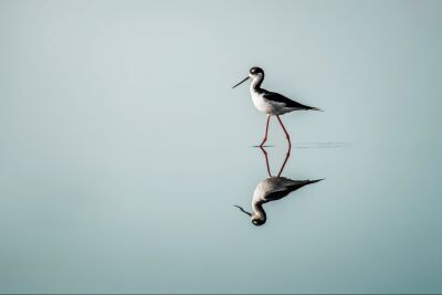 Spiegeling in Stil Water - Steltloper in Reflectie - minimalistisch