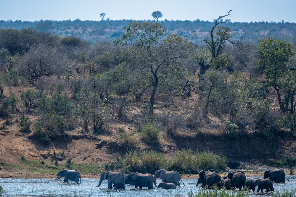 Elephant Family Crossing a River in Kruger National Park, South Africa