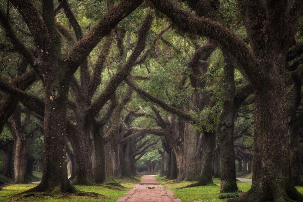 Verenigde Staten - Lives oaks in het Zuiden