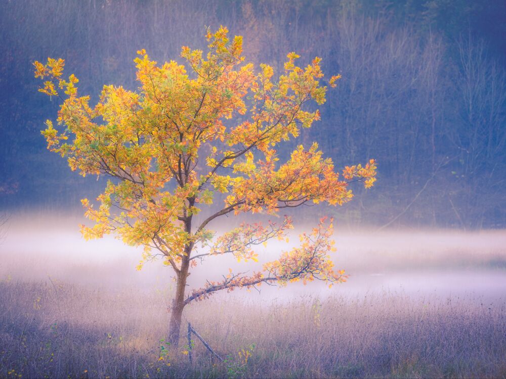 Kleine moeras ven in het bos met opkomende mist langs bosrand tijdens de herfst