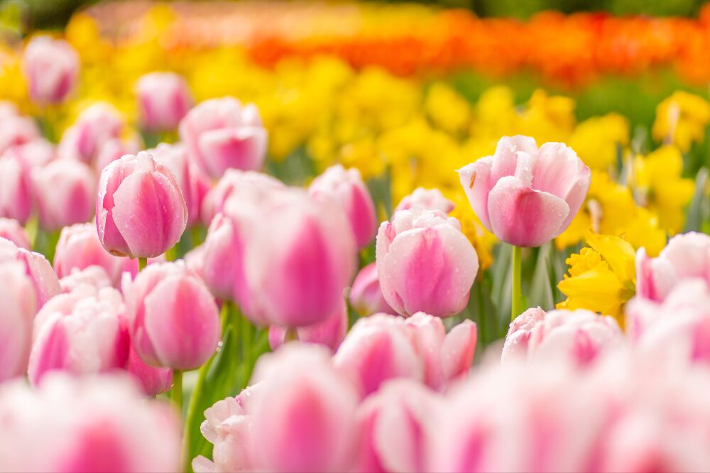 Een kleurrijk tulpenveld