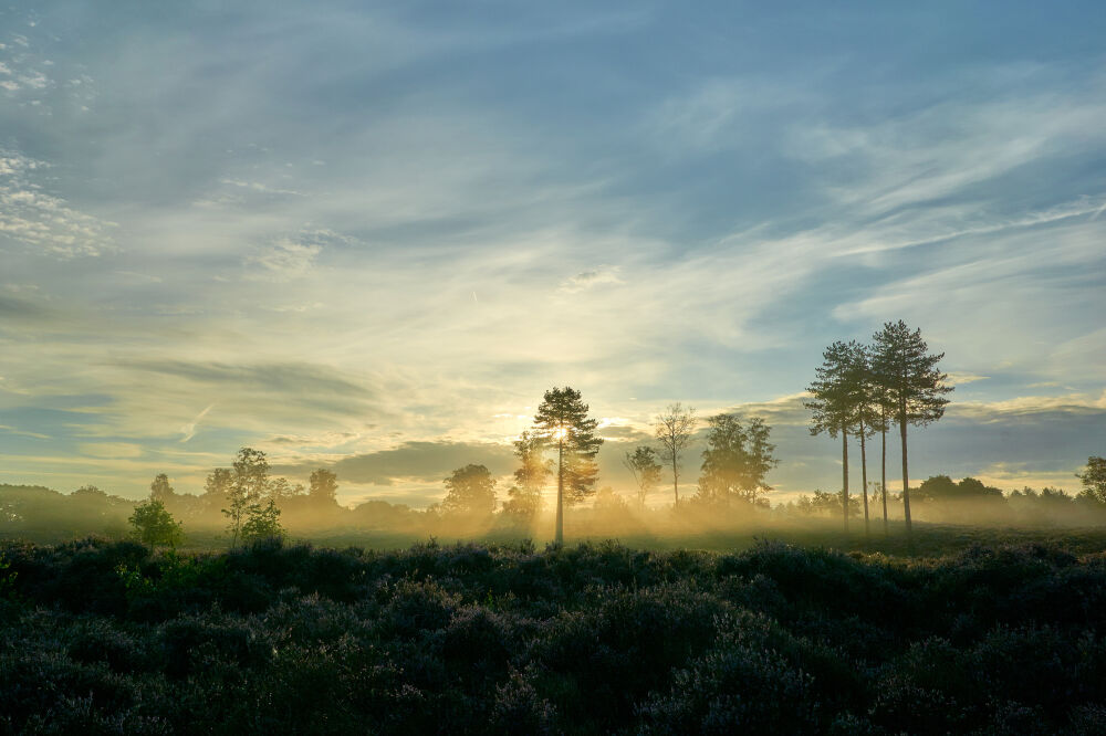 Zonnestralen tijdens de zonsopkomst op de bloeiende heide