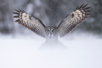 Bartkauz landet im Schnee