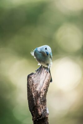 Der Neugierige Blaumeise Ein Charmanter Blick auf die Natur