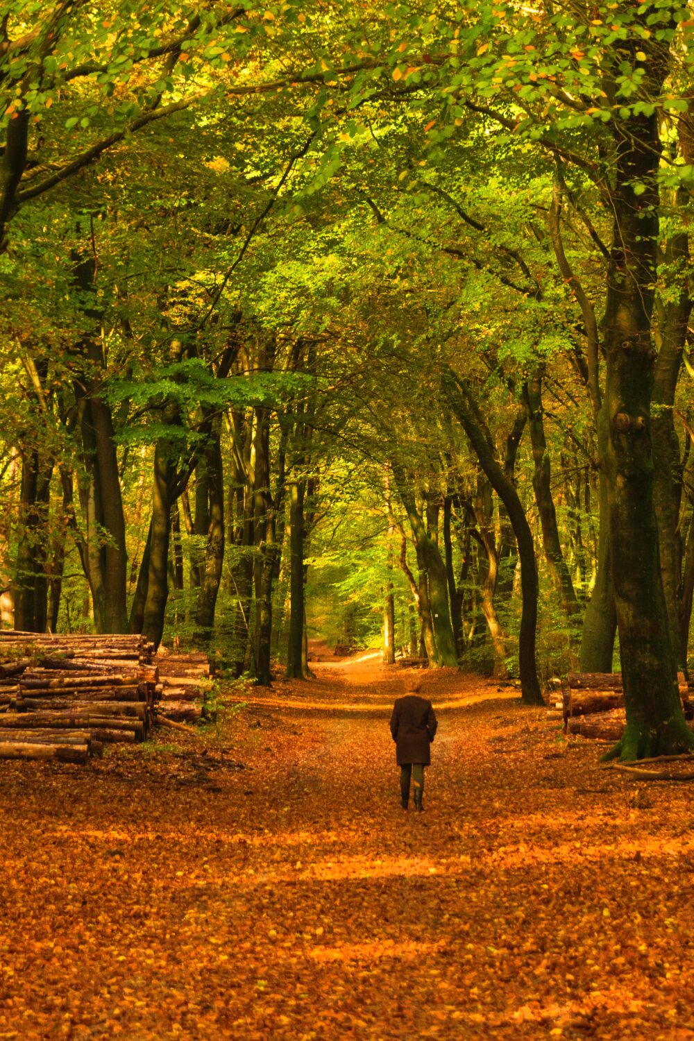 Herfstwandeling