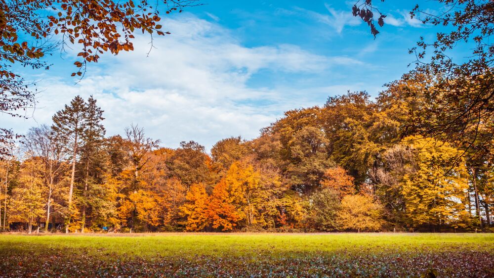 Kleurrijke Herfsttinten