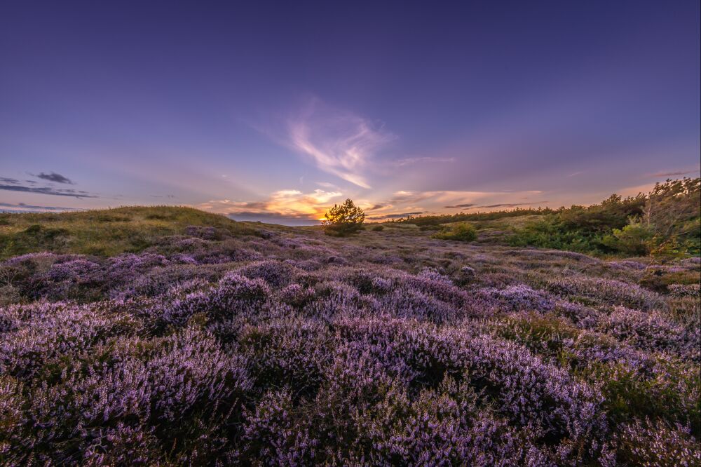 Bloeiende heide op Texel in de avond