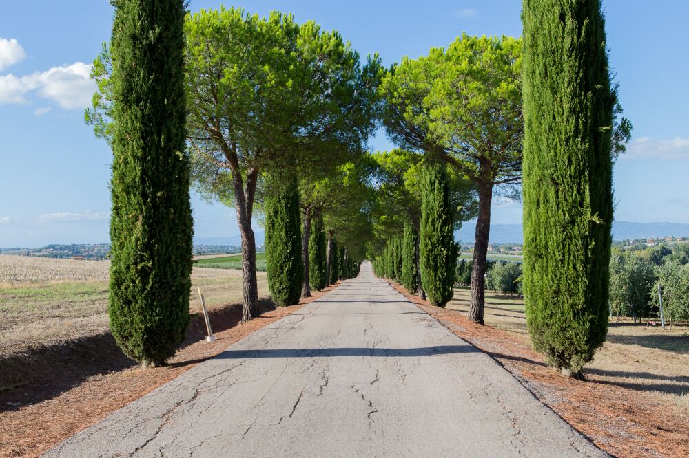 A driveway near Panicale in Italy.