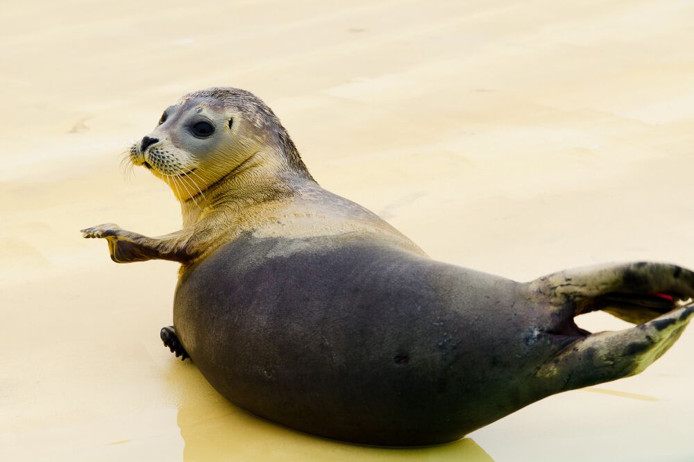 Zeehond op een zandbank