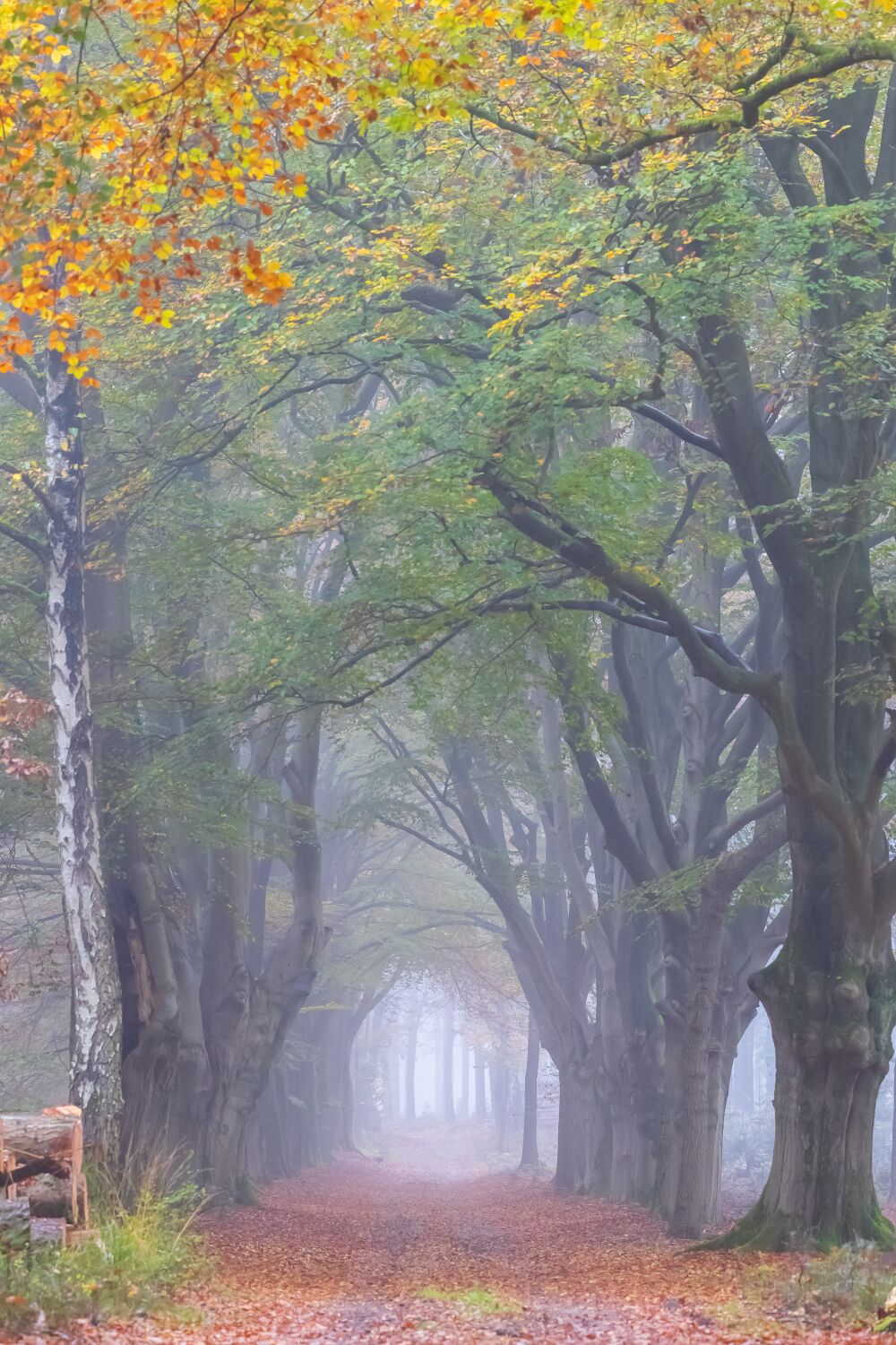 Herfst op de Sallandse Heuvelrug