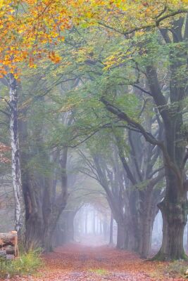 Herfst op de Sallandse Heuvelrug