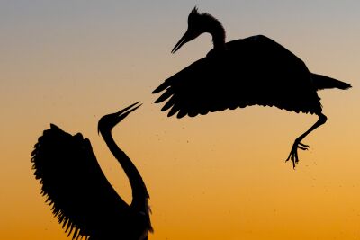 Reiher kämpfen gegen den orangefarbenen Himmel