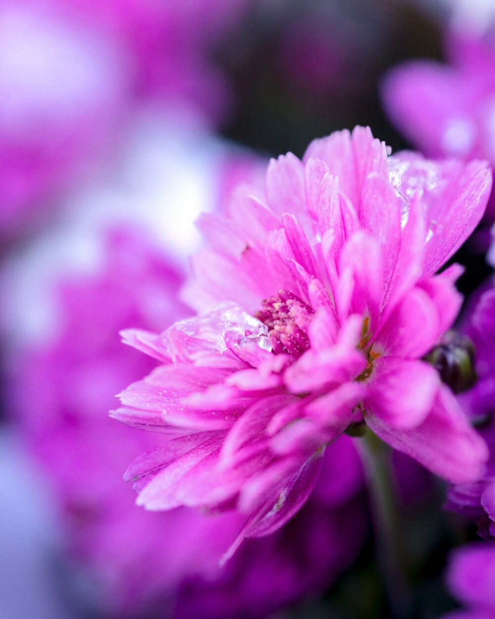 Frozen flower