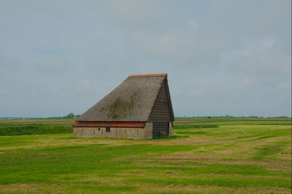 Schapenboet in het Texelse landschap