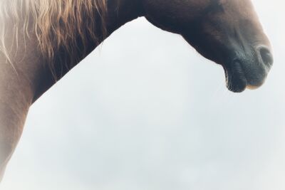 Gedachtevolle Stilte - Close-up van een Paardensnuit - Paard