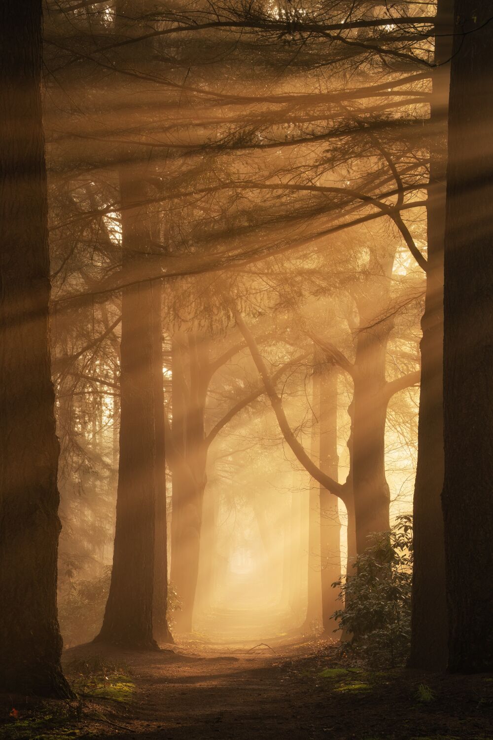 De Nederlandse bossen - Overijssel