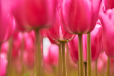 Roze tulp tussen de tulpen