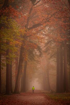 Boslandschap in herfstkleuren