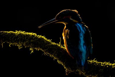 IJsvogel in mooi tegenlicht