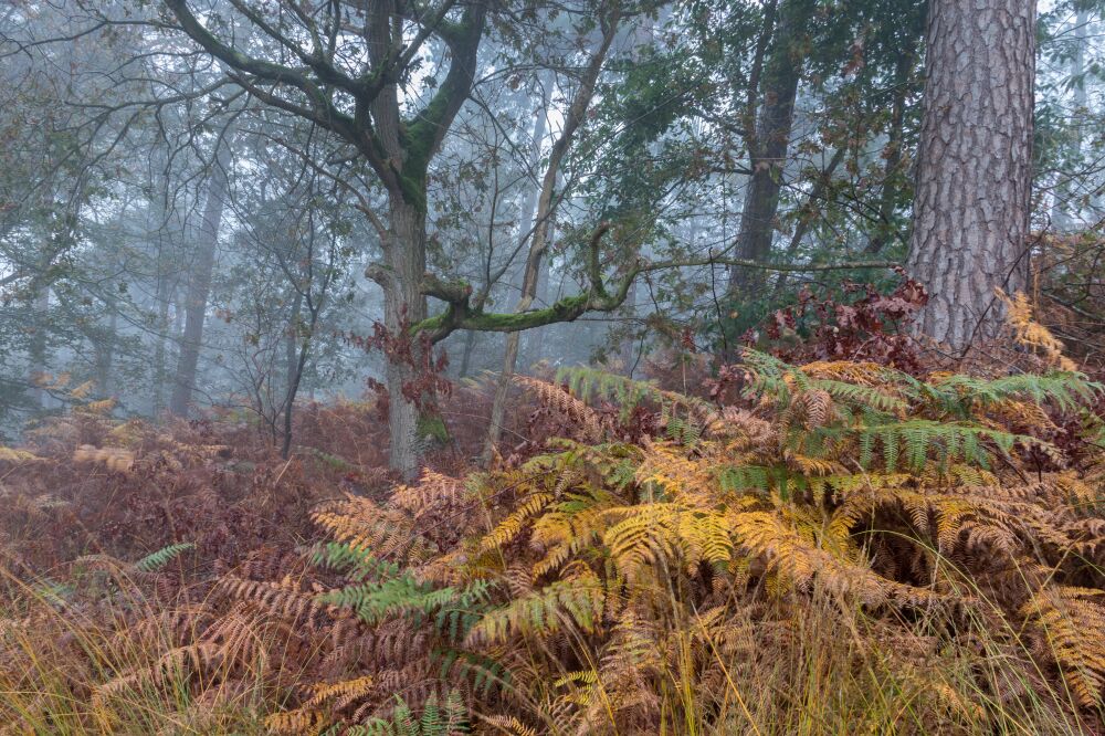 Der verlassene Wald