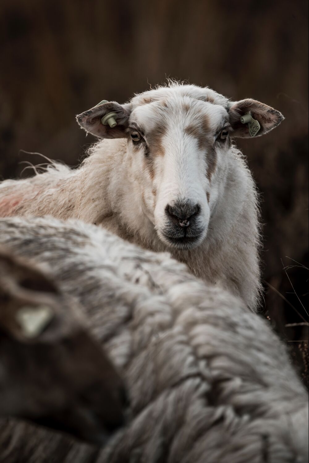 Focus on the Flock Sheep in Portrait