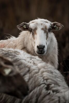 Focus op de Kudde Schaap in Portret