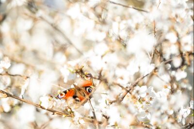 Vlinder in Lentezon - Kleurrijke Rust tussen Bloesems